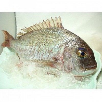 澎湖迦納魚<1尾550g>(已三去、急凍)